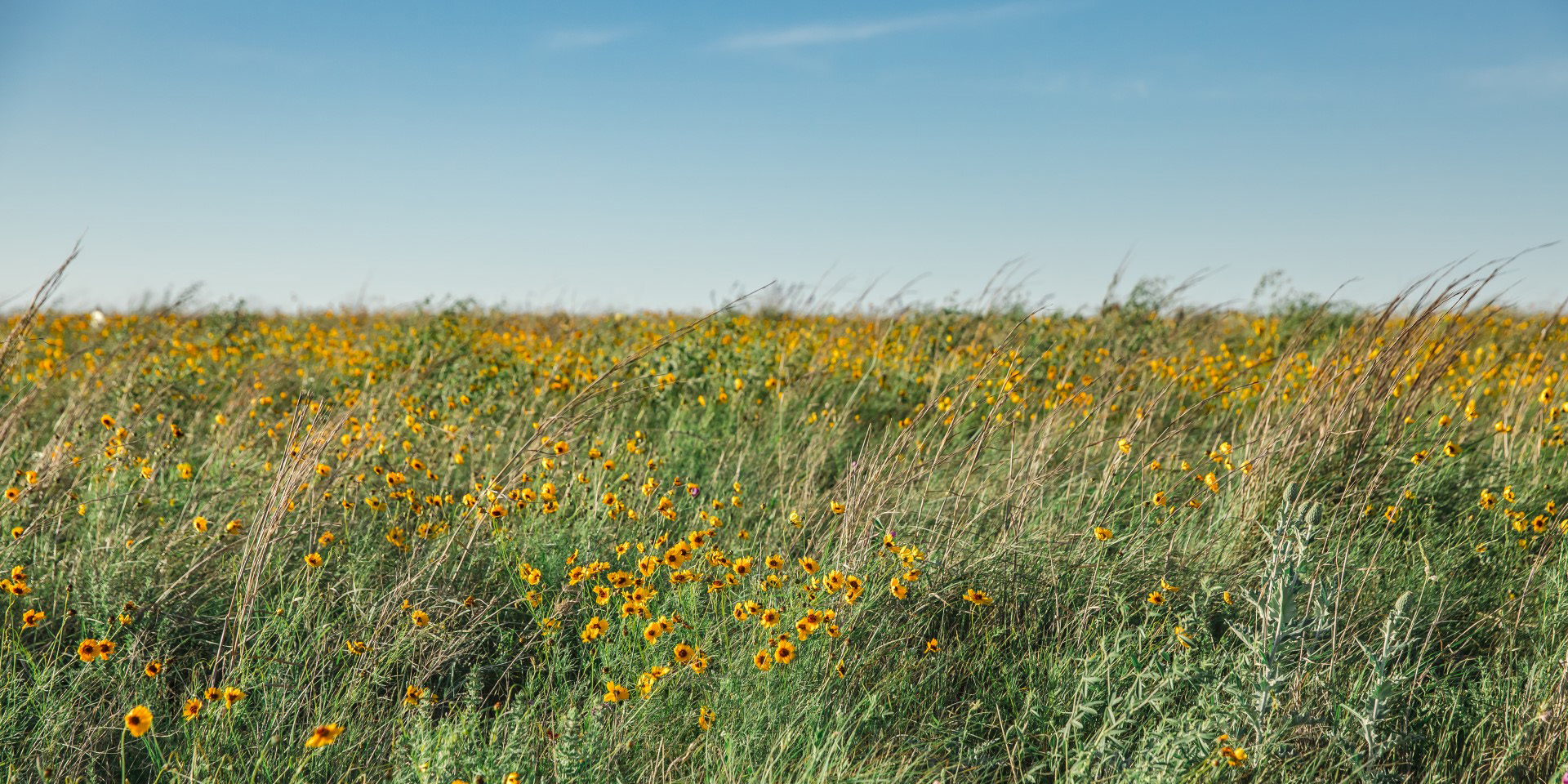 Fort Worth wildflowers in Ventana